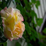 L'hortillonne Hébergement de vacances