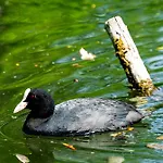 L'hortillonne Hébergement de vacances *