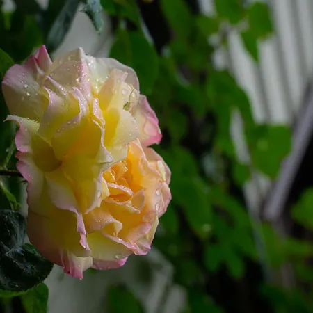 L'hortillonne 펜션